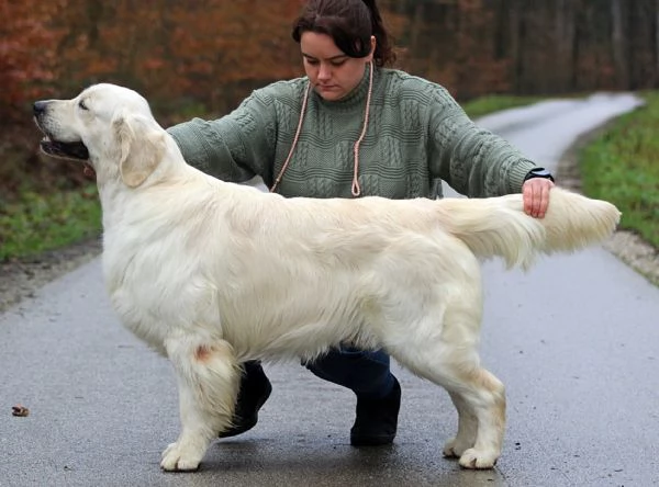 Cuccioli Golden Retriever  | Foto 3