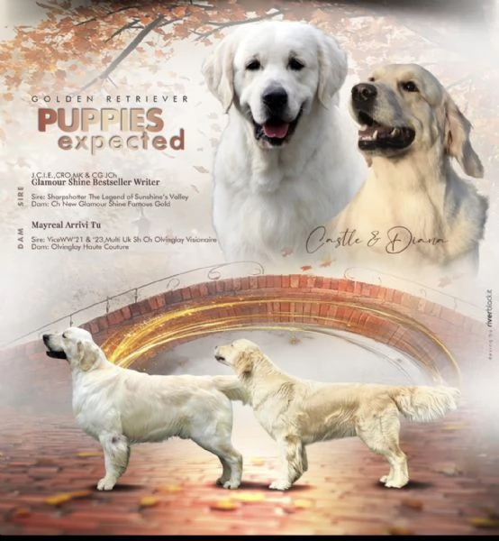 Cuccioli Golden Retriever  | Foto 2