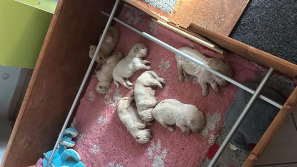 Cuccioli Golden Retriever  | Foto 1