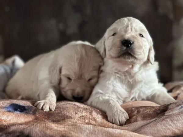 Cuccioli Golden Retriever 