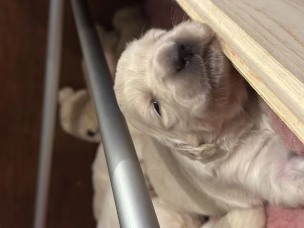 Cuccioli Golden Retriever  | Foto 0