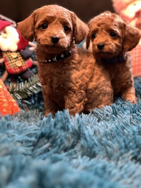 Cuccioli barboncino toy