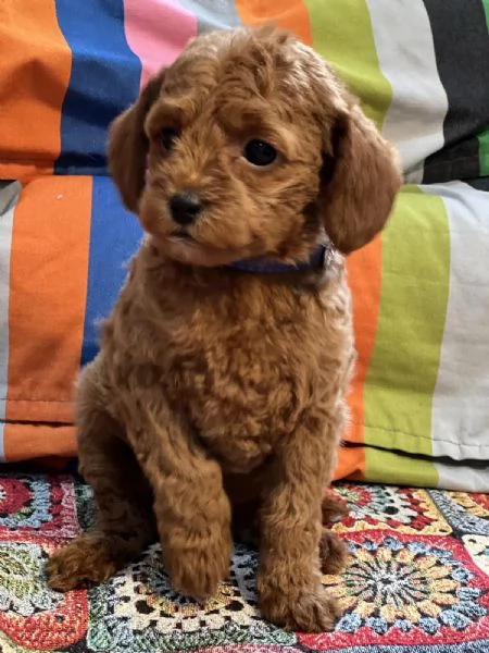 Cuccioli barboncino toy | Foto 5