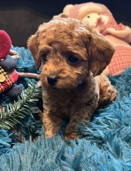 Cuccioli barboncino toy | Foto 4