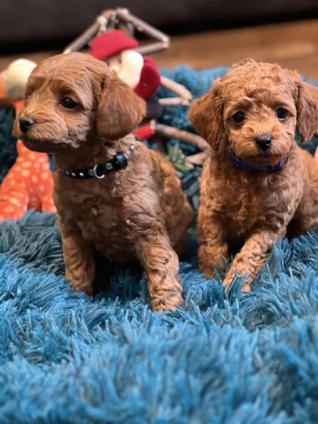 Cuccioli barboncino toy | Foto 3