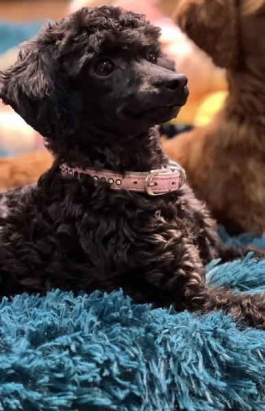 Cuccioli barboncino toy | Foto 2