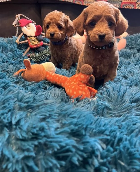 Cuccioli barboncino toy | Foto 1