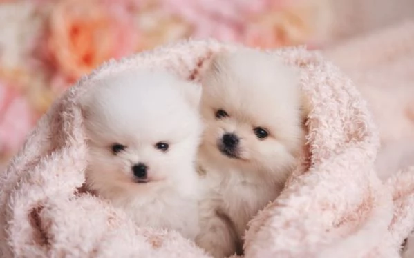 Cuccioli di Pomerania in adozione maschio e femmina pronti per una casa..  
