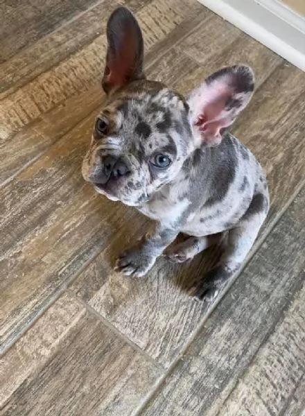 Cuccioli di bulldog francese carini e adorabili | Foto 4