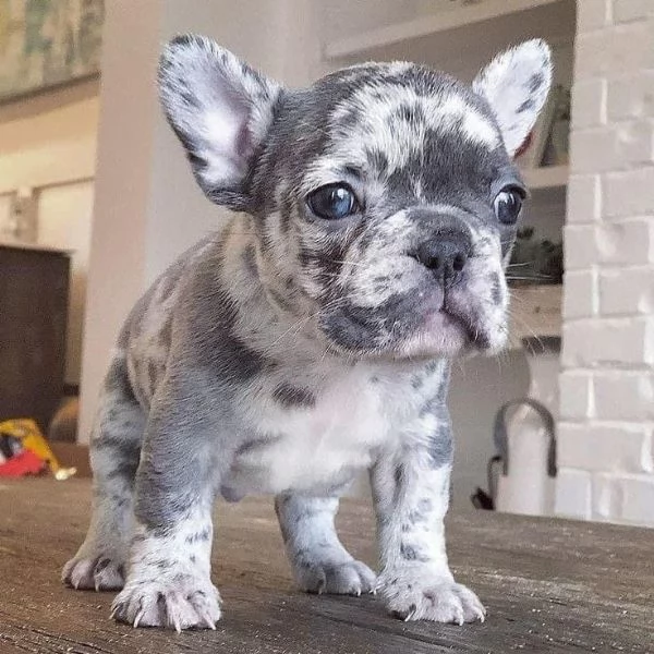 Cuccioli di bulldog francese carini e adorabili | Foto 3