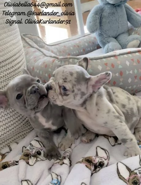 Cuccioli di bulldog francese carini e adorabili