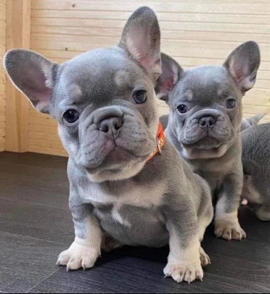 Cuccioli di bulldog francese carini e adorabili | Foto 2