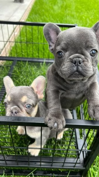 Cuccioli di bulldog francese carini e adorabili | Foto 1