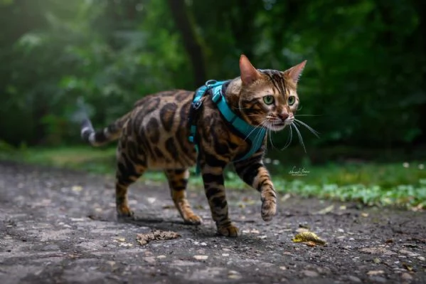 Gattini Bengal in vendita | Foto 6