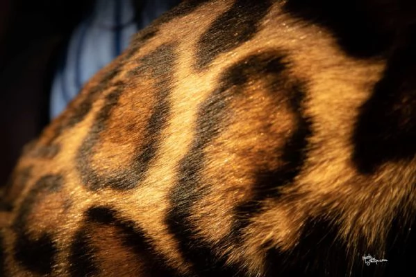 Gattini Bengal in vendita | Foto 5