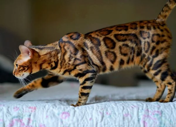 Gattini Bengal in vendita | Foto 4