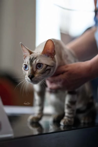 Gattini Bengal in vendita | Foto 3