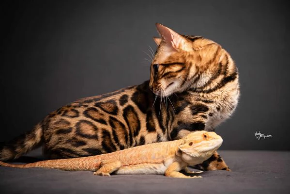 Gattini Bengal in vendita | Foto 2