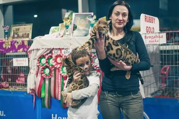 Gattini Bengal in vendita | Foto 1