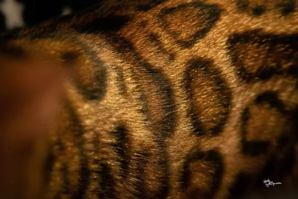 Gattini Bengal in vendita | Foto 0