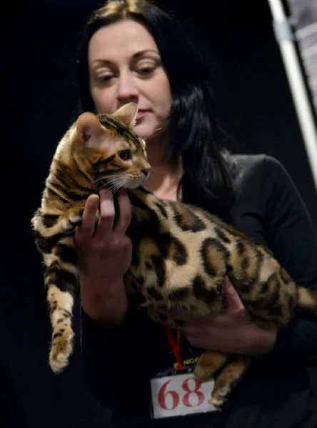 Gattini Bengal in vendita