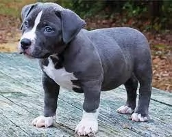Vendo pitbull terrier americano di colore blu baby