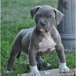 Vendo pitbull terrier americano di colore blu baby | Foto 0