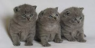 Vendo bimbi British Shorthair grigi