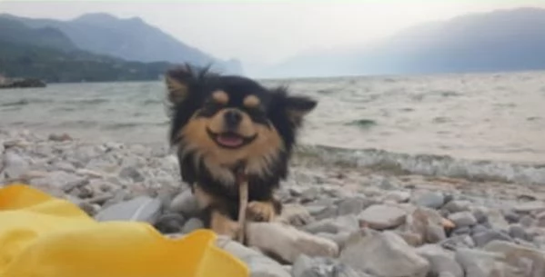 Cuccioli chihuahua a pelo lungo | Foto 12