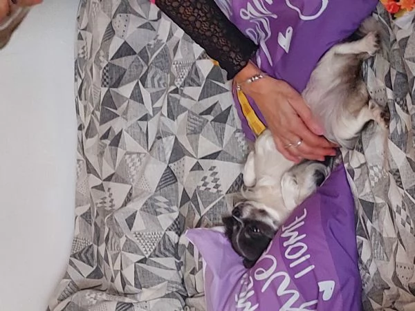 Cuccioli chihuahua a pelo lungo | Foto 11