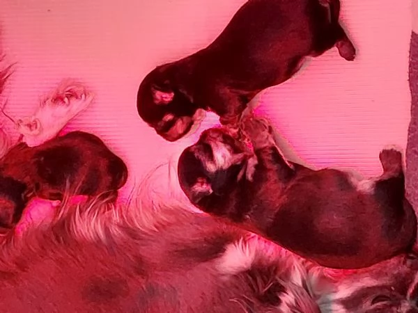 Cuccioli chihuahua a pelo lungo | Foto 9