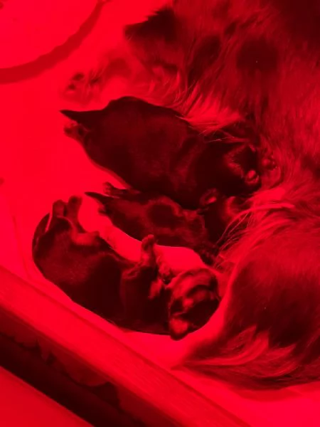 Cuccioli chihuahua a pelo lungo | Foto 4