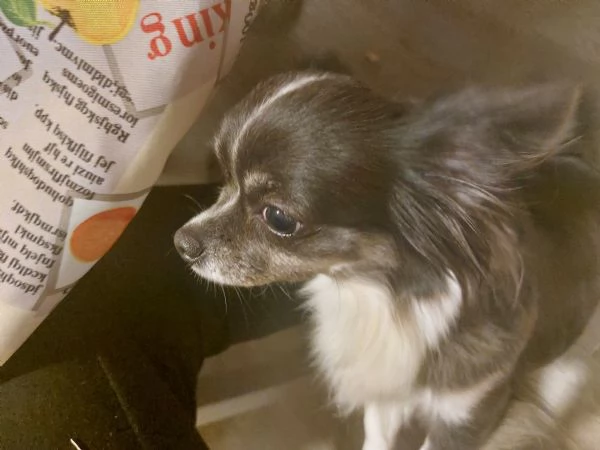 Cuccioli chihuahua a pelo lungo | Foto 3