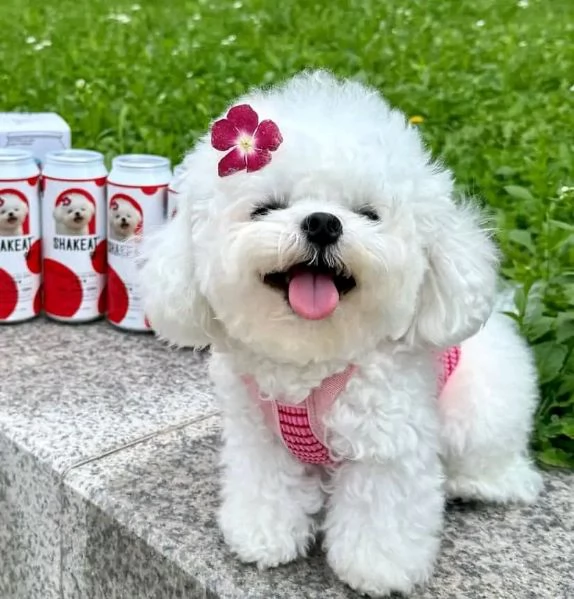 cuccioli di pomerania disponibili.