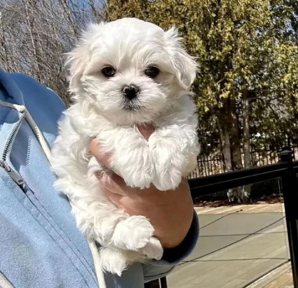 cuccioli di pomerania disponibili. | Foto 0