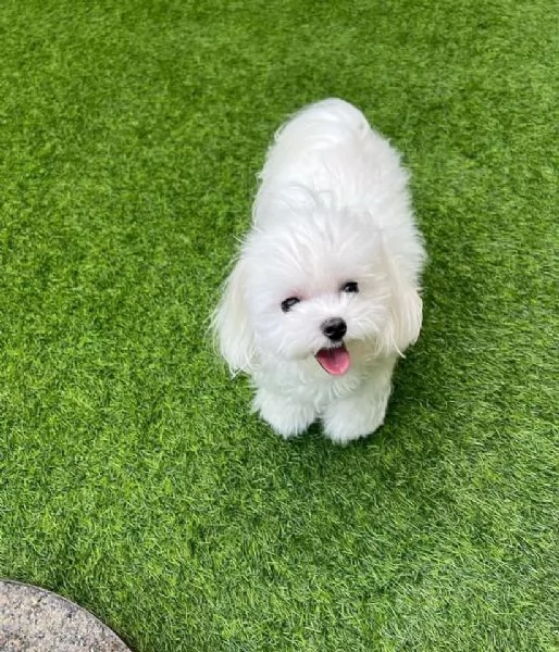 cuccioli di pomerania disponibili.