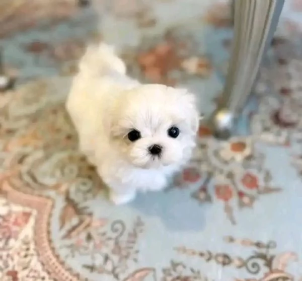 Cuccioli maltesi disponibili ...