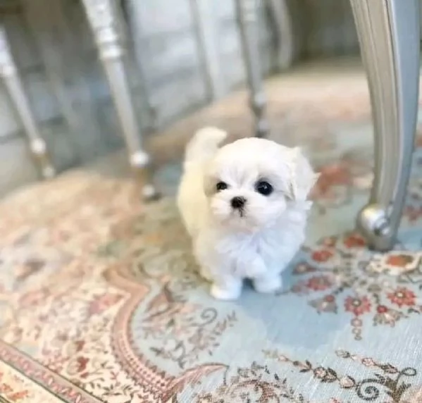 Cuccioli maltesi disponibili ... | Foto 0