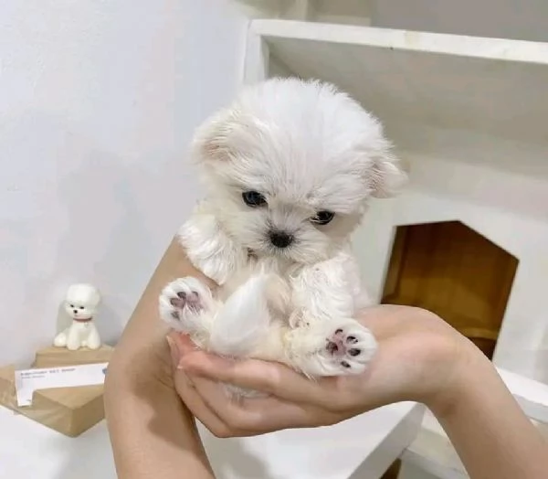 Cuccioli maltesi disponibili. | Foto 0