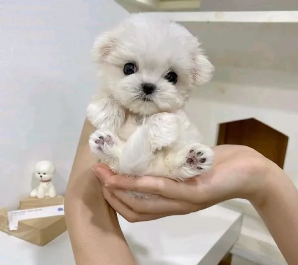 Cuccioli maltesi disponibili.