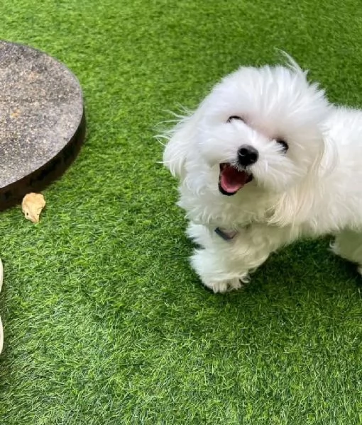 Cuccioli maltesi disponibili. | Foto 0