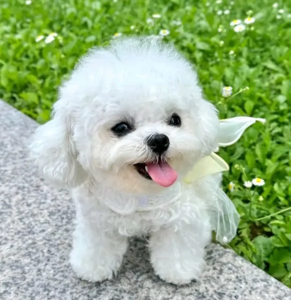 Cuccioli maltesi disponibili.