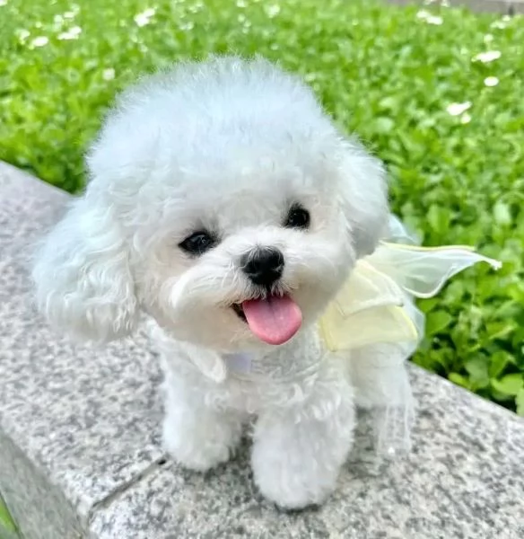 Cuccioli maltesi disponibili. | Foto 0