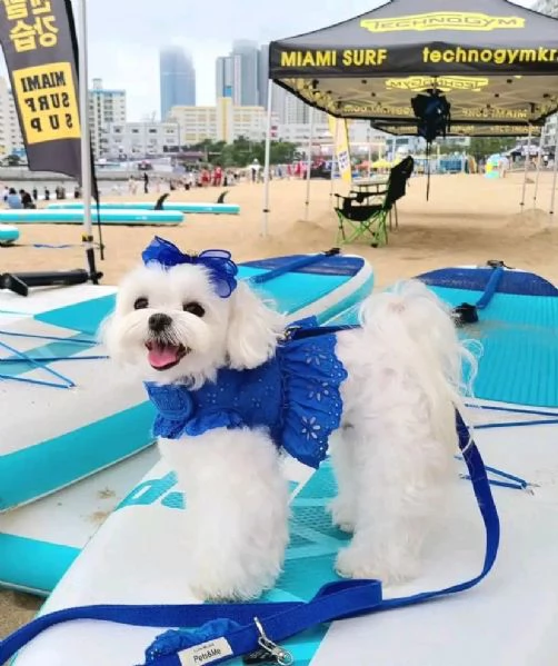 Cuccioli maltesi disponibili. | Foto 1