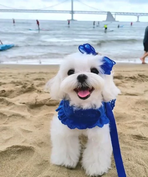 Cuccioli maltesi disponibili. | Foto 0