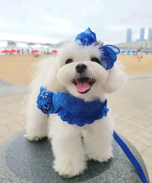 Cuccioli maltesi disponibili.