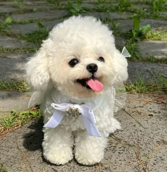 Cuccioli maltesi disponibili. | Foto 0