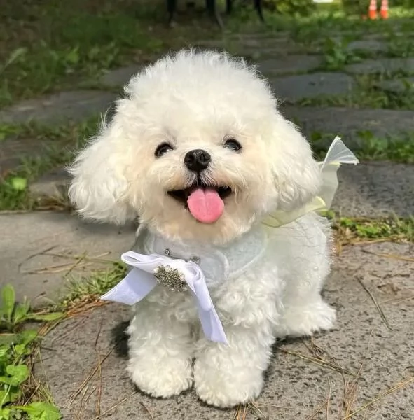 Cuccioli maltesi disponibili.