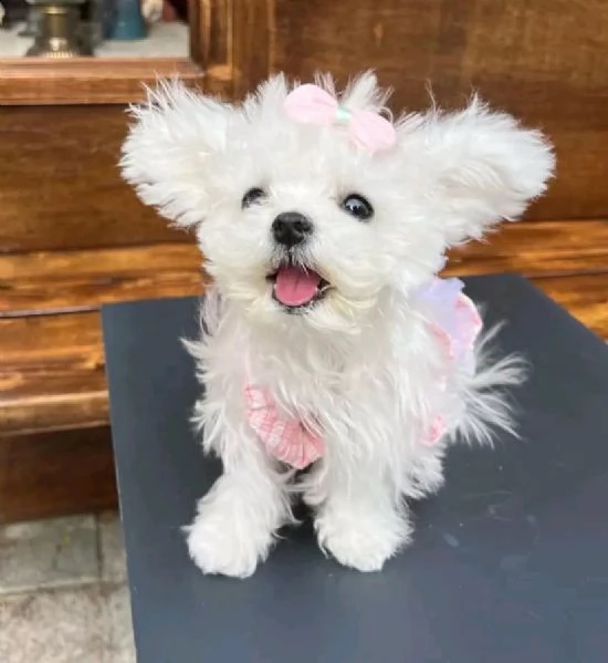 Cuccioli maltesi disponibili.