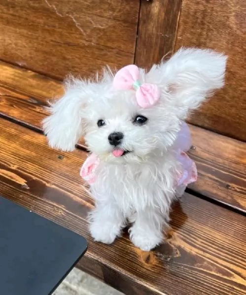 Cuccioli maltesi disponibili. | Foto 1